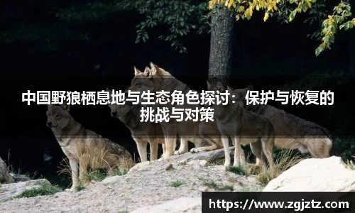 中国野狼栖息地与生态角色探讨：保护与恢复的挑战与对策
